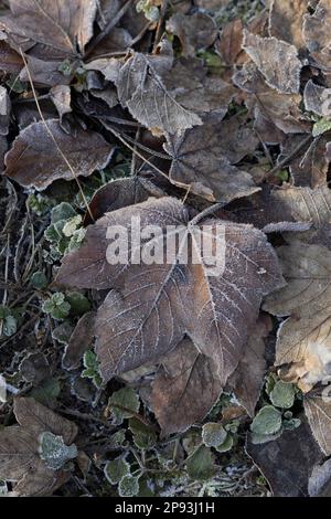 Frozen leaves on forest floor in Germany Stock Photo
