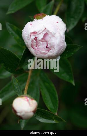 Pink flower of peony after summer rain in Germany Stock Photo