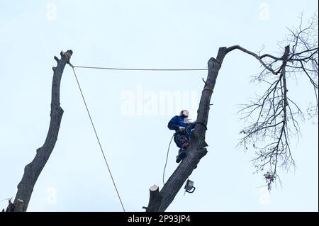 Ivano-Frankivsk, Ukraine December 15, 2022: a male arborist cuts a tree in the countryside, a tree on the sky background, a silhouette of a person and Stock Photo