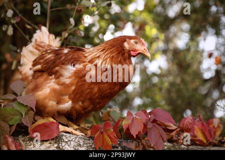 Beautiful chicken on stone fence in farmyard. Domestic animal Stock Photo