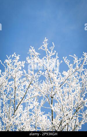 Snowy tree top against blue sky in Germany Stock Photo