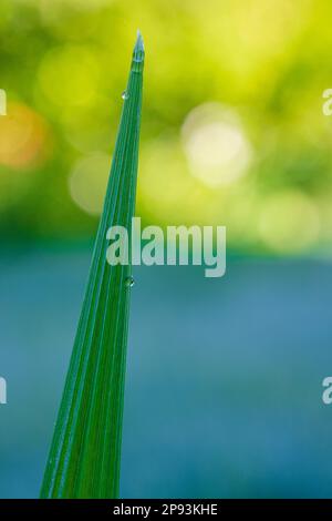 Nature, detail, water drop on plant leaf, close-up Stock Photo