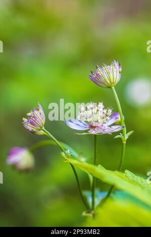 Large star umbel 'Pink Joyce' in nature Stock Photo