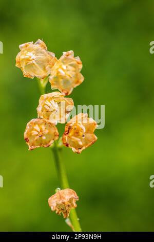 Lily of the valley (Convallaria majalis) flowers, withered, close-up Stock Photo