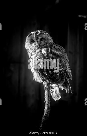 Small Tawny owl sitting on brunch Stock Photo
