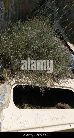 Sea purslane, Atriplex portulacoides, growing over an old, abandoned boat. Stock Photo
