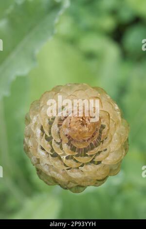 Stemmacantha centauroides syn. Centaurea 'Pulchra Major' Stock Photo