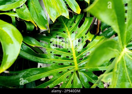 Rainy Day Monstera / Big Island, Hawaii main image 1