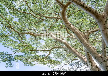 Monkey soap on the Road to Hana, Enterolobium, Maui, Hawaii, USA, Polynesia, Oceania Stock Photo