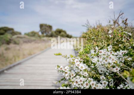 Footpath to The Grotto, South Sea Myrtle, Leptospermum scoparium, Peterborough, Port Campbell, Great Ocean Road, Victoria, Australia Stock Photo