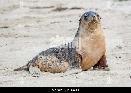 Australian sea lion howler on the beach, Neophoca cinerea, Seal Bay Conservation Park, Kangaroo Island, South Australia, Australia Stock Photo