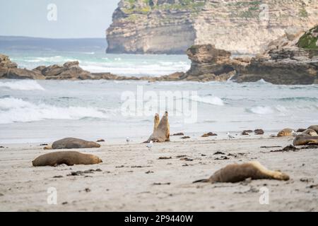 Australian sea lions relaxing on the beach, Neophoca cinerea, Seal Bay Conservation Park, Kangaroo Island, South Australia, Australia Stock Photo