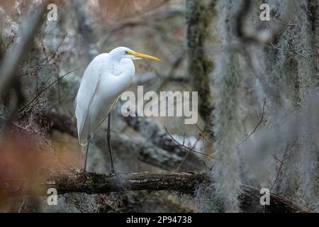 Elegant great egret (Ardea alba) perched amongst Spanish moss at Sawgrass in Ponte Vedra Beach, Florida. (USA) Stock Photo