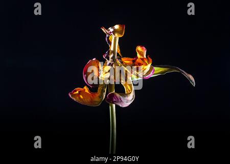 Withered tulip flower on black background. Stock Photo