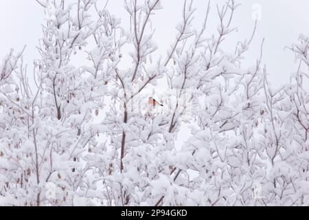 Eurasian bullfinch (Pyrrhula pyrrhula) sits on snowy branch, Finland Stock Photo