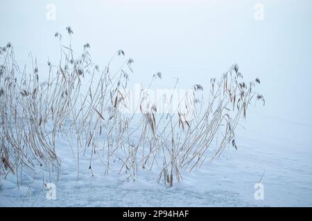 Winter landscape, snowy reed bed, frozen lake, Finland Stock Photo - Alamy