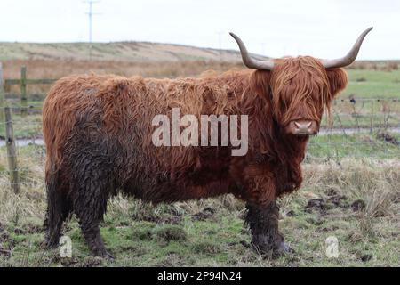 Brown highland cow with huge horns sitting peacefully in a field Stock ...