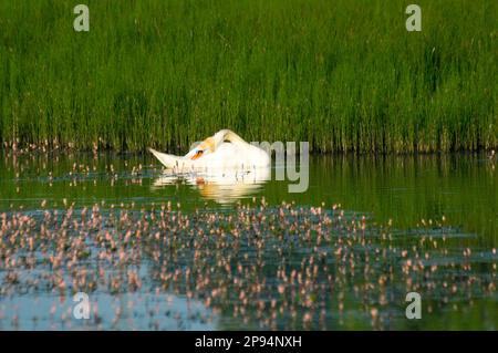 Europe, Germany, Hesse, North Hesse, Waldecker Land, Kellerwald-Edersee National Park, Mute Swan (Cygnus olor) dormant Stock Photo