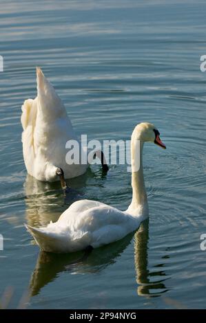 Europe, Germany, Hesse, North Hesse, Waldecker Land, Kellerwald-Edersee National Park, Mute Swan (Cygnus olor), pair of swans Stock Photo