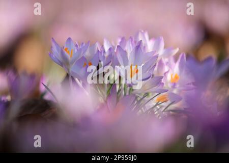 snow crocus (Crocus tommasinianus), Dalmatian crocus Stock Photo