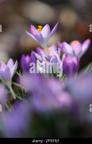 snow crocus (Crocus tommasinianus), Dalmatian crocus Stock Photo