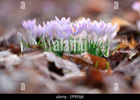 snow crocus (Crocus tommasinianus), Dalmatian crocus Stock Photo