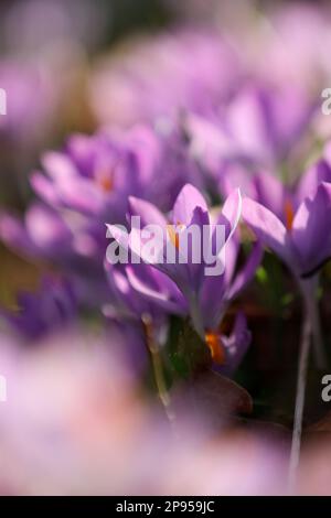 snow crocus (Crocus tommasinianus), Dalmatian crocus Stock Photo