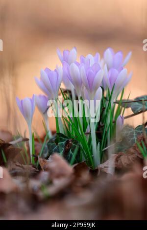 snow crocus (Crocus tommasinianus), Dalmatian crocus Stock Photo