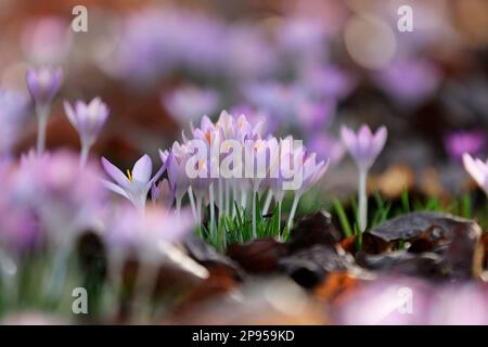 snow crocus (Crocus tommasinianus), Dalmatian crocus Stock Photo