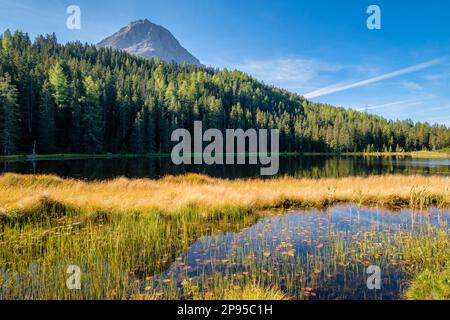 Close to the border with Italy and Switzerland lies the lake Schwarzer See. It's surrounded by raised bog and spruce forest and features water lilies Stock Photo