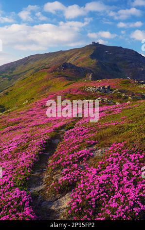 Summer mountain landscape with flowers. Blooming rhododendron. The path on the hillside Stock Photo