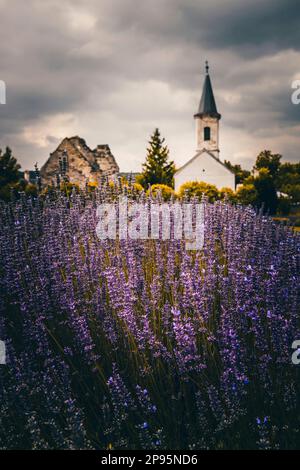 Lavender field in Hungary, with church and houses in the evening and sunset. Lavender farm near Dörgicsei on Lake Balaton Stock Photo