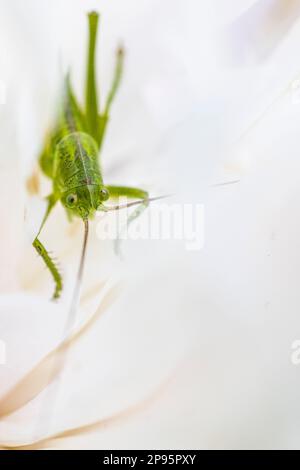 Grasshopper / Green grasshopper, Tettigonia viridissima, sitting on leaf, close-up Stock Photo