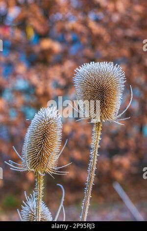 Dry inflorescences of wild cardoon, Dipsacus fullonum, covered with hoarfrost Stock Photo
