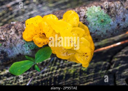 Golden yellow trembling Stock Photo