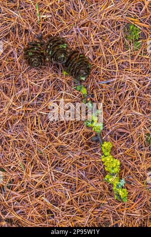 Lichen on forest floor, bowl lichen with larch cones, background of dried pine needles Stock Photo