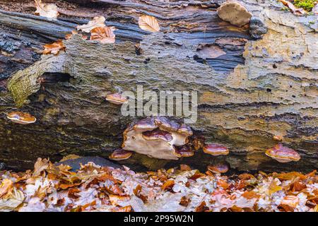 Tinder fungus (Fomes fomentarius) on the trunk of a fallen beech tree, growing on dead wood Stock Photo