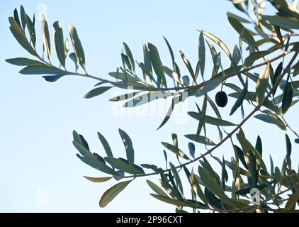 A single black olive growing on an olive tree, Province of Matera, Basilicata region, Italy Stock Photo
