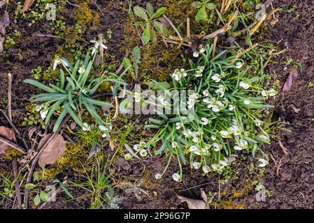Top view of blooming snowdrops at the beginning of the year still in winter