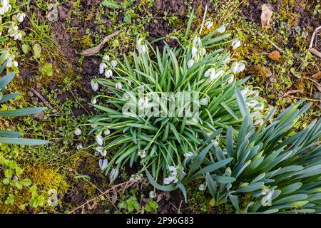 White light fairy bells seen from above bring variety to a green winter meadow Stock Photo