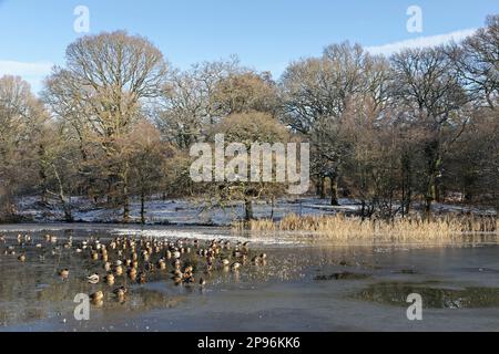 Mallard (Anas platyrhynchos) group resting on a largely frozen pond, Cannop Ponds, Forest of Dean, Gloucestershire, UK, December. Stock Photo
