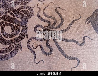 Black and white mosaic on the floor of the Women's baths. Octopus. Herculaneum uncovered. Herculaneum was buried under volcanic ash and pumice in the eruption of Mount Vesuvius in AD 79. Ercolano, Campania, Italy Stock Photo