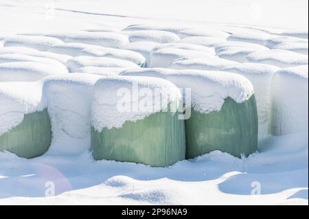 A snow covered haylage bales wrapped in green foil will provide food for farm animals during the winter. Stock Photo