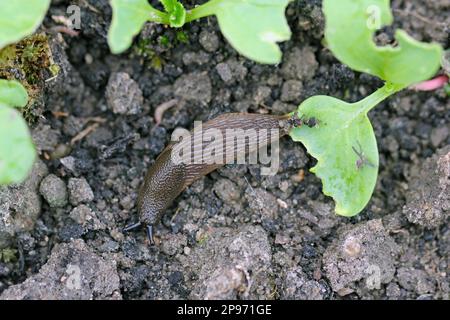 A shellless snail, slug eating young vegetables, sprouting radish in ...