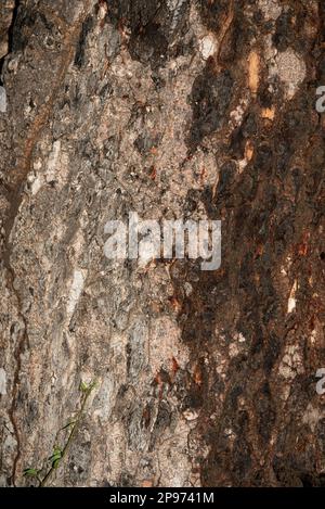 Leopard claw marks in the bark of a marula tree Stock Photo