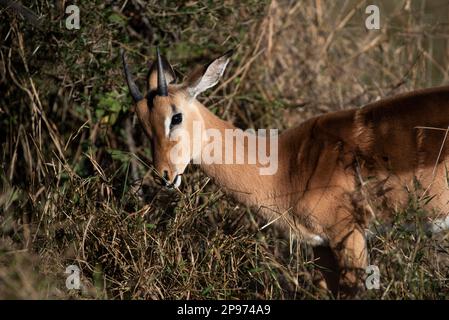 Young impala ram eating grass Stock Photo