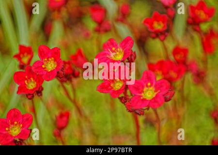 macro shot of red stone crusher flowers Stock Photo