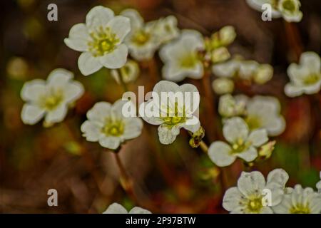 white bloom of moss stone crusher Stock Photo