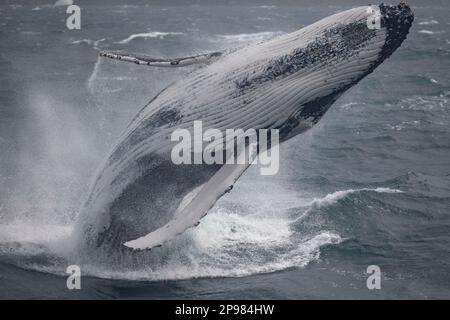 Humpback whale breaches off Sydney Heads, Sydney, Australia Stock Photo ...