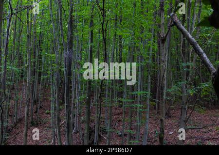 Tall and thin trees in the forest in the autumn. Carbon neutrality or carbon net zero concept photo. Stock Photo